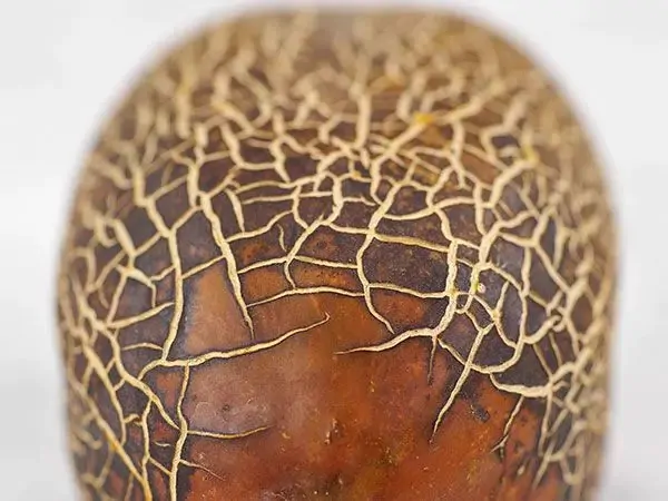 Cucumis sativus var. sikkimensis - Sikkim Cucumber, Himalayan Cucumber - Image 3