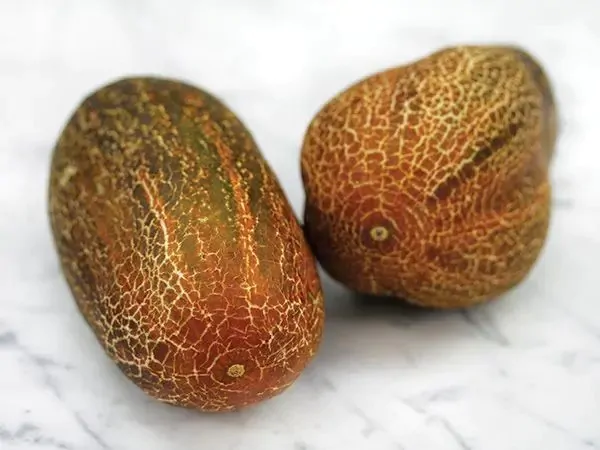 Cucumis sativus var. sikkimensis - Sikkim Cucumber, Himalayan Cucumber - Image 4