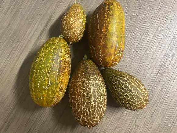 Cucumis sativus var. sikkimensis - Sikkim Cucumber, Himalayan Cucumber - Image 6