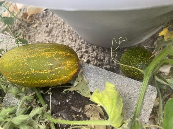 Cucumis sativus var. sikkimensis - Sikkim Cucumber, Himalayan Cucumber - Image 7