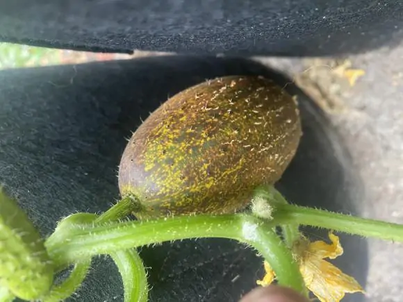 Cucumis sativus var. sikkimensis - Sikkim Cucumber, Himalayan Cucumber - Image 8