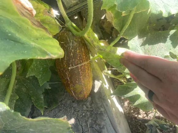 Cucumis sativus var. sikkimensis - Sikkim Cucumber, Himalayan Cucumber - Image 9