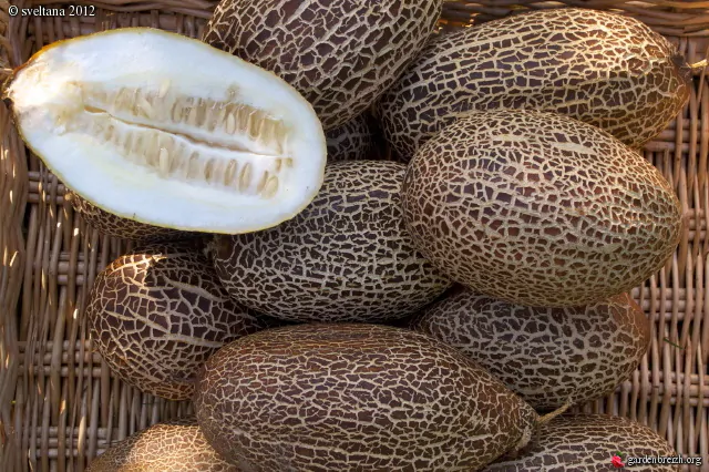 Cucumis sativus var. sikkimensis - Sikkim Cucumber, Himalayan Cucumber - Image 10