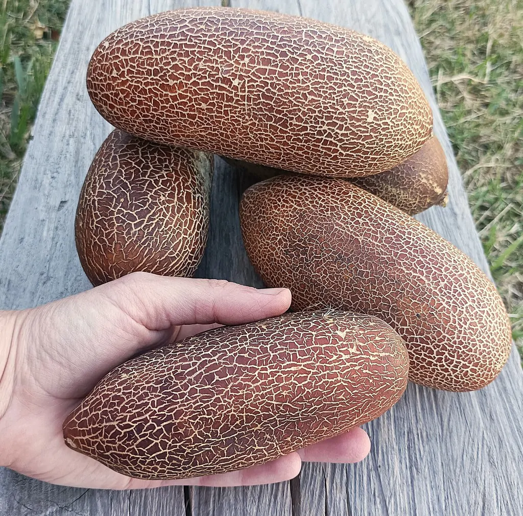 Cucumis sativus var. sikkimensis - Sikkim Cucumber, Himalayan Cucumber - Image 11