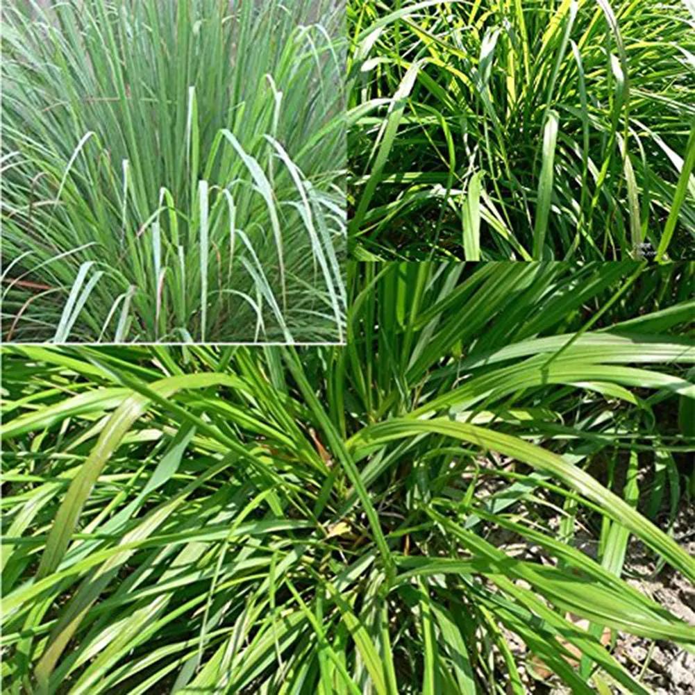 Cymbopogon flexuosus - East Indian Lemon Grass, Citronella Grass, Cochin Grass, Malabar Grass, Scented Grass - Image 2