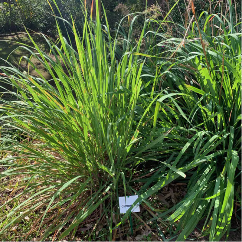 Cymbopogon flexuosus - East Indian Lemon Grass, Citronella Grass, Cochin Grass, Malabar Grass, Scented Grass - Image 5