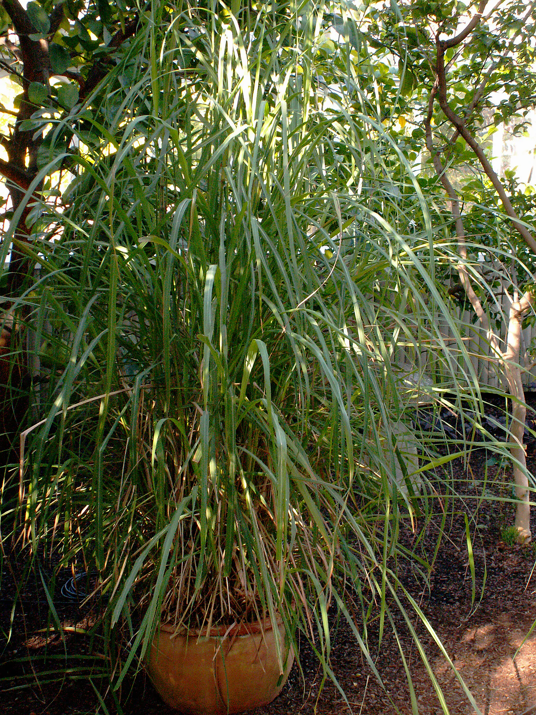 Cymbopogon flexuosus - East Indian Lemon Grass, Citronella Grass, Cochin Grass, Malabar Grass, Scented Grass - Image 6