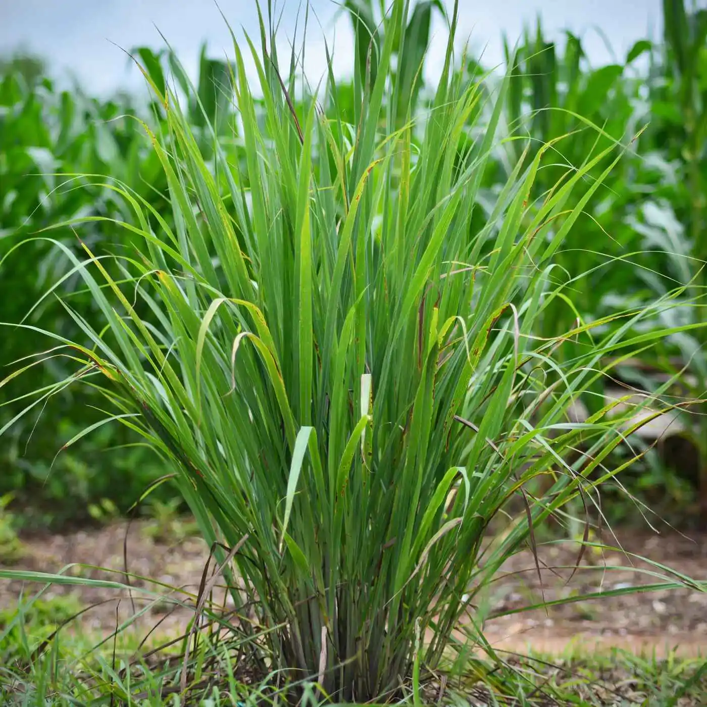 Cymbopogon flexuosus - East Indian Lemon Grass, Citronella Grass, Cochin Grass, Malabar Grass, Scented Grass - Image 8
