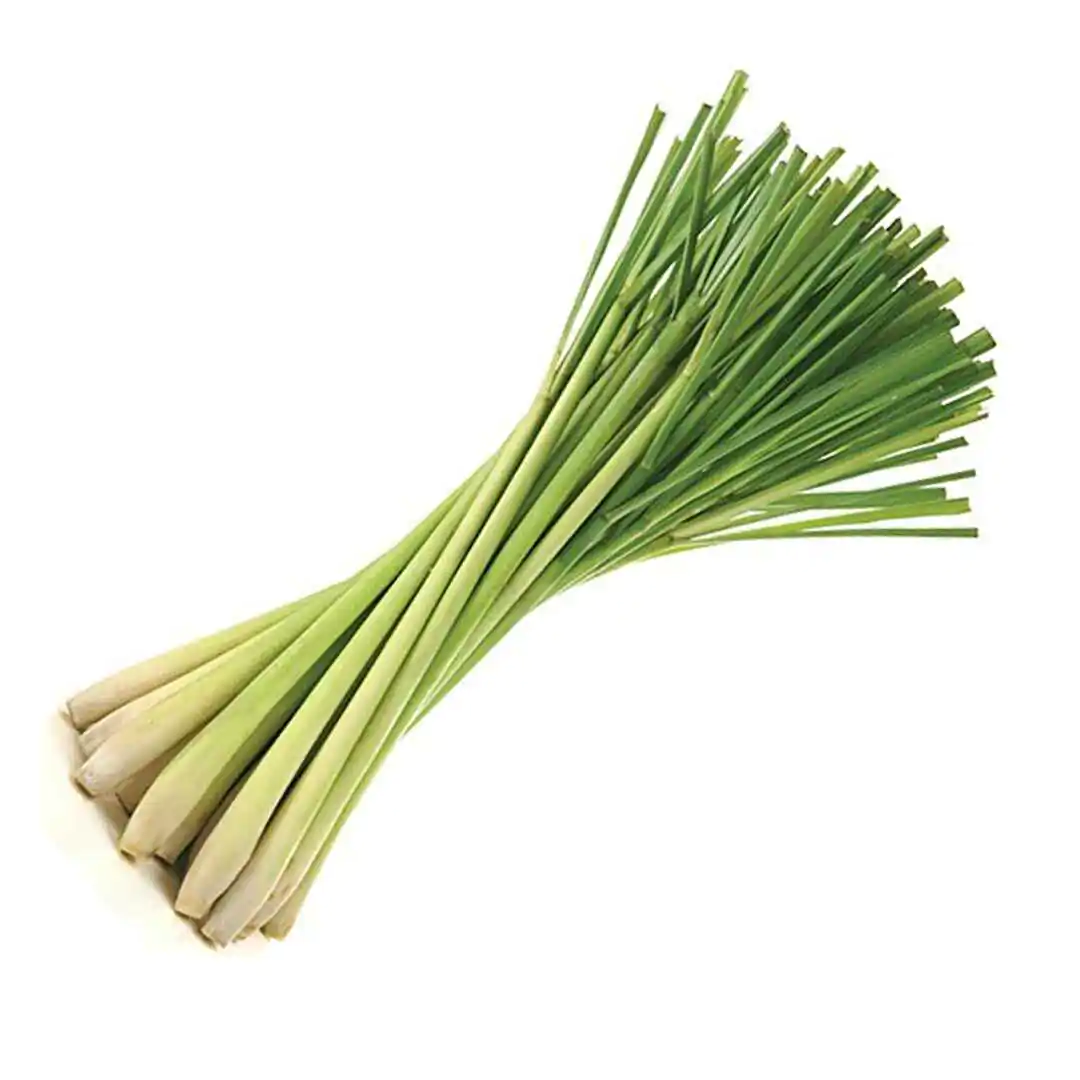 Cymbopogon flexuosus - East Indian Lemon Grass, Citronella Grass, Cochin Grass, Malabar Grass, Scented Grass - Image 10