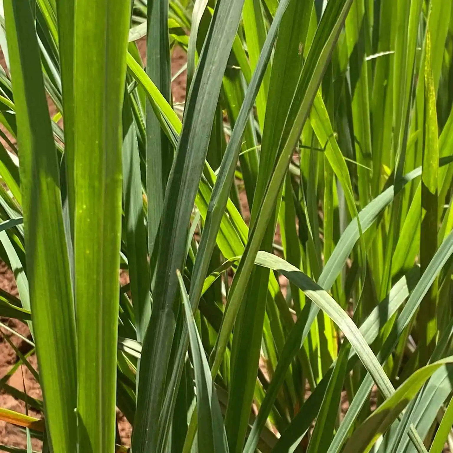 Cymbopogon flexuosus - East Indian Lemon Grass, Citronella Grass, Cochin Grass, Malabar Grass, Scented Grass - Image 11
