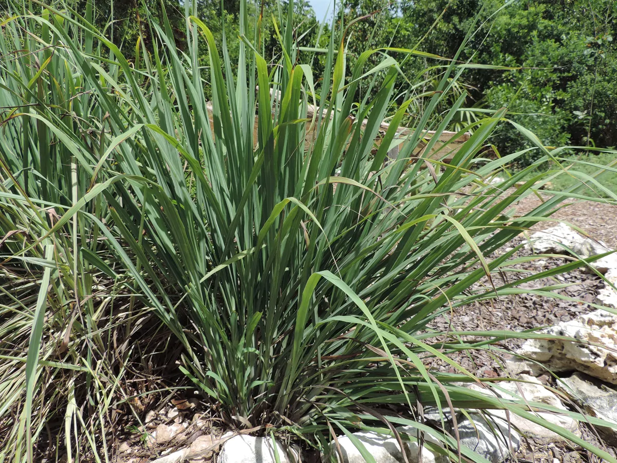 Cymbopogon flexuosus - East Indian Lemon Grass, Citronella Grass, Cochin Grass, Malabar Grass, Scented Grass - Image 12