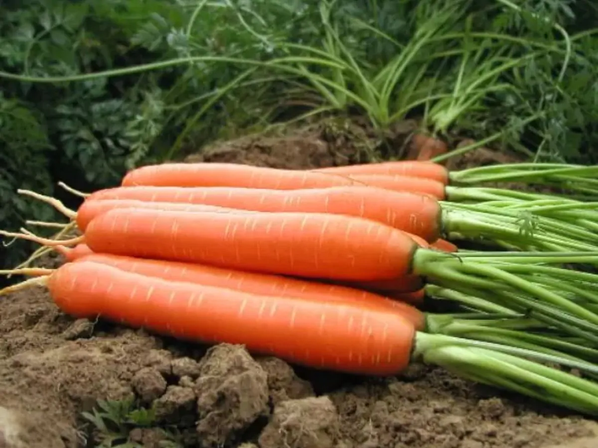 Daucus carota subsp. sativus - Carrot