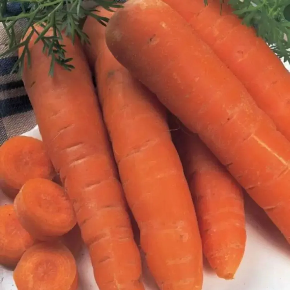 Daucus carota subsp. sativus - Carrot - Image 3