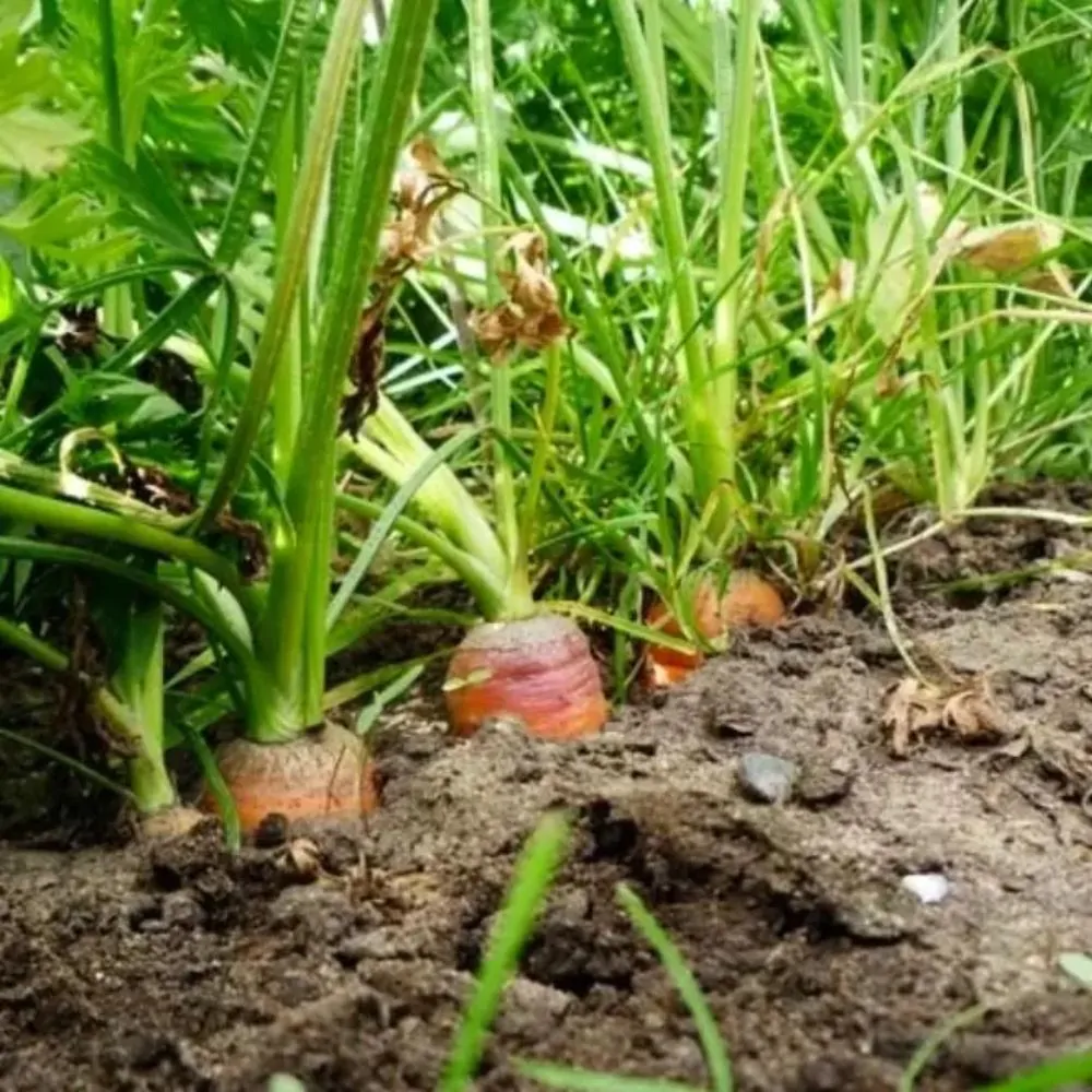 Daucus carota subsp. sativus - Carrot - Image 4