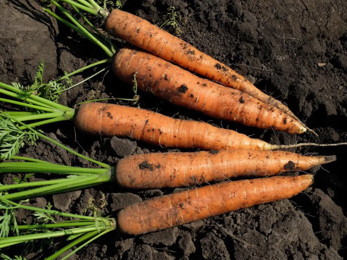 Daucus carota subsp. sativus - Carrot - Image 5