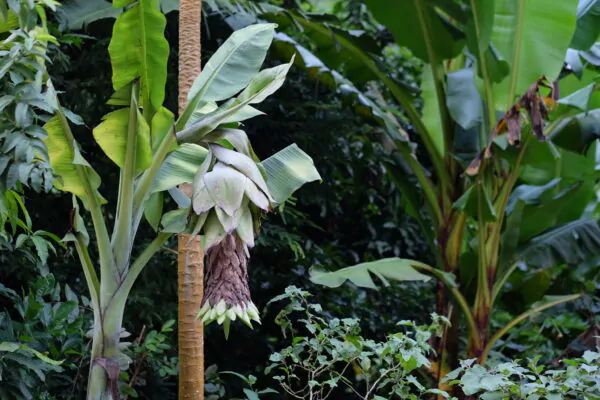 Ensete glaucum - Snow Banana