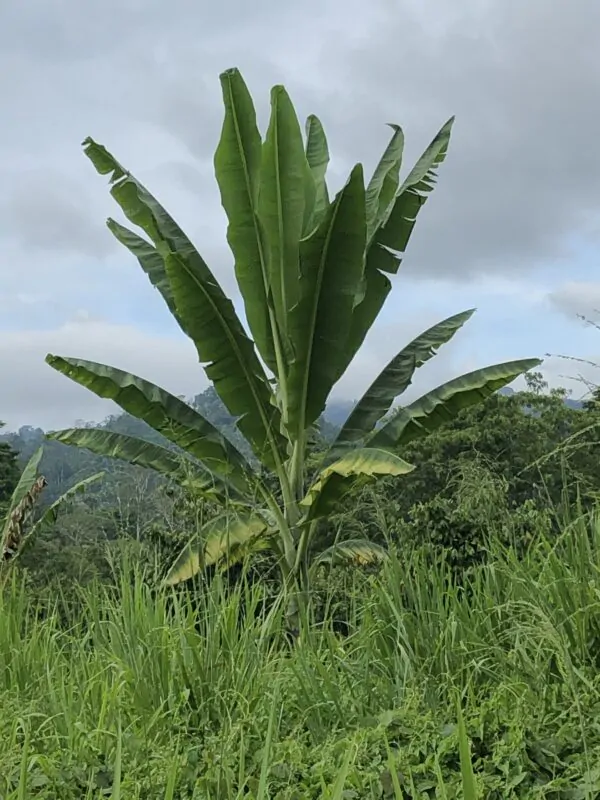 Ensete glaucum - Snow Banana - Image 4