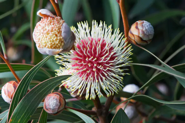 Hakea laurina - Pincushion Hakea, Kodjet, Emu Bush, Sea Urchin