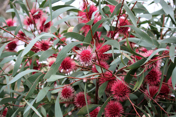 Hakea laurina - Pincushion Hakea, Kodjet, Emu Bush, Sea Urchin - Image 2