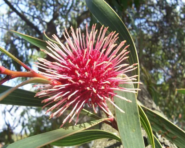 Hakea laurina - Pincushion Hakea, Kodjet, Emu Bush, Sea Urchin - Image 3