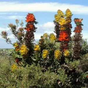 Hakea victoria - Royal Hakea, Lantern Hakea