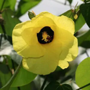 Hibiscus tiliaceus - Sea hibiscus, coast cottonwood, beach hibiscus, native rosella