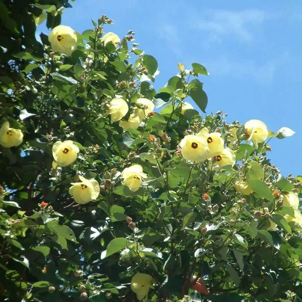 Hibiscus tiliaceus - Sea hibiscus, coast cottonwood, beach hibiscus, native rosella - Image 2