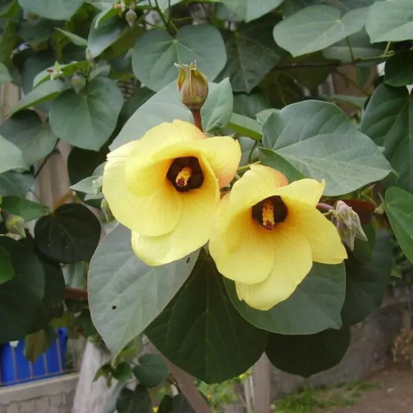 Hibiscus tiliaceus - Sea hibiscus, coast cottonwood, beach hibiscus, native rosella - Image 3