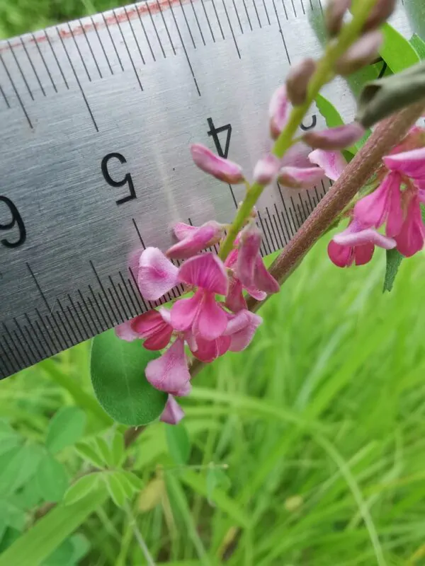 Indigofera tinctoria / Anila tinctoria - True Indigo - Image 7