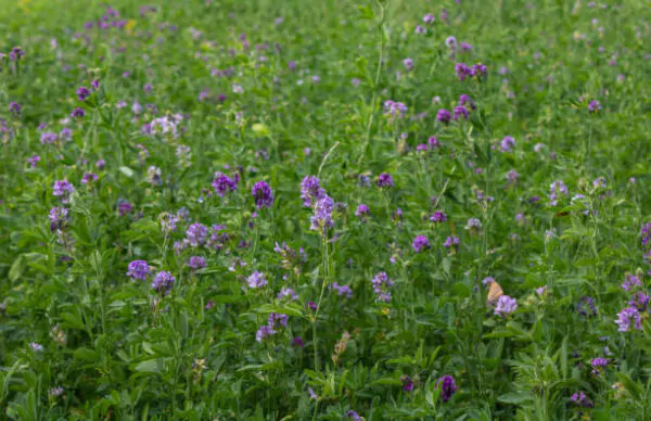 Medicago sativa - Lucerne and alfalfa - Image 3