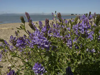 Medicago sativa - Lucerne and alfalfa - Image 4