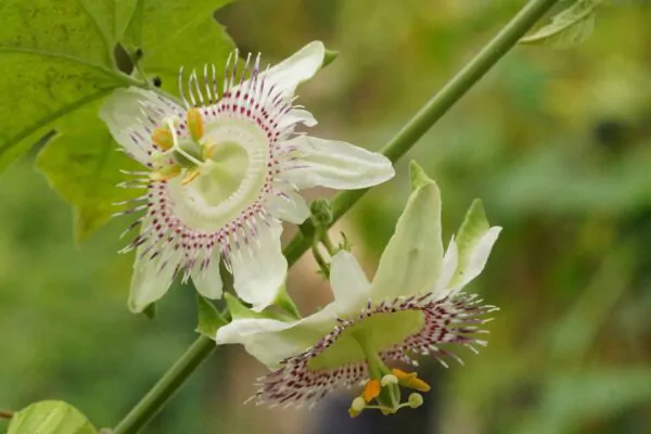 Passiflora adenopoda / Passiflora acerifolia - Velcro Passion Flower, Velcro Passion Fruit - Image 9
