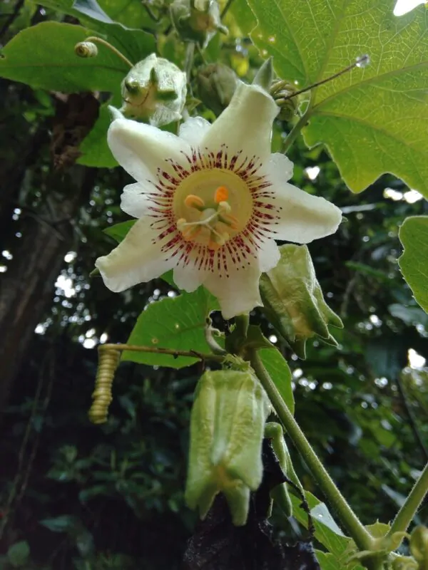 Passiflora adenopoda / Passiflora acerifolia - Velcro Passion Flower, Velcro Passion Fruit - Image 13