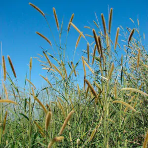 Pennisetum purpureum - Napier grass, Elephant grass, Uganda grass
