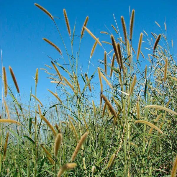 Pennisetum purpureum - Napier grass, Elephant grass, Uganda grass