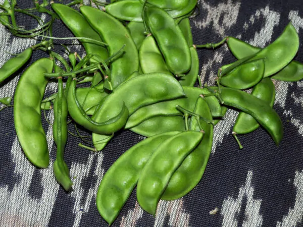 Phaseolus lunatus - Lima Bean, Butter Bean, Sieva Bean, Double Bean, Madagascar Bean - Image 4
