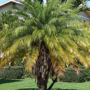 Phoenix roebelenii - Dwarf Date Palm, Pygmy Date Palm, Miniature Date Palm, Tamareira Anã, Tamareira Pigmeu, Tamareira miniatura