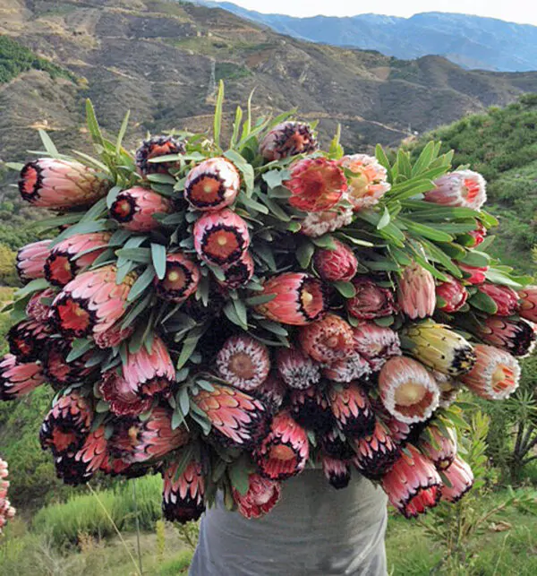 Protea neriifolia - Oleander-leaved Sugarbush, Narrow-leaf Sugarbush, Blue Sugarbush, Oleanderleaf Protea - Image 3
