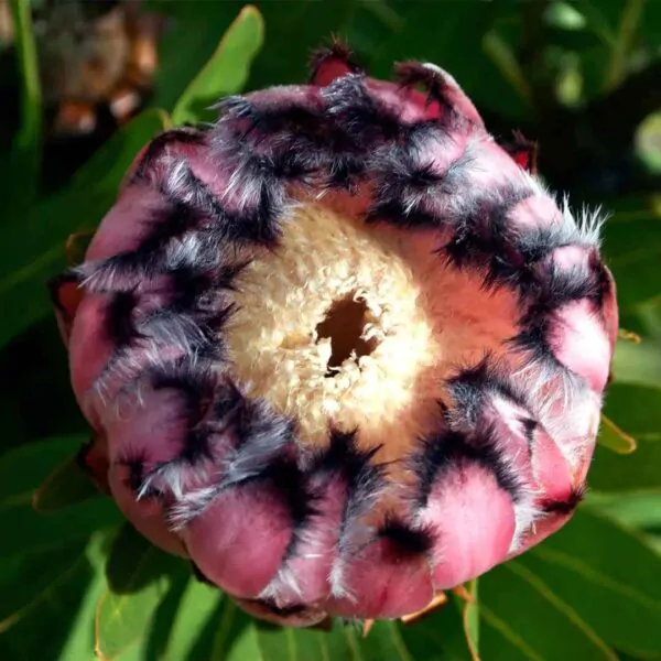 Protea neriifolia - Oleander-leaved Sugarbush, Narrow-leaf Sugarbush, Blue Sugarbush, Oleanderleaf Protea - Image 4