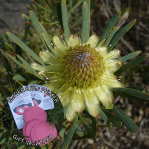 Protea scolymocephala (10 Seeds) + Smoke Seed Primer (01 Disc) -