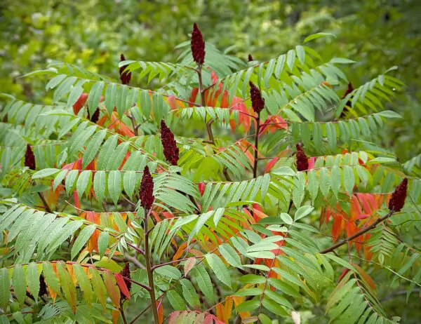 Rhus typhina - Staghorn Sumac, Velvet Sumac, Vinegar Tree - Image 2