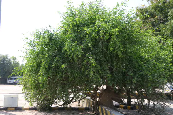 Salvadora persica - Toothbrush Tree, Arak, Jhak, Mustard Tree - Image 5