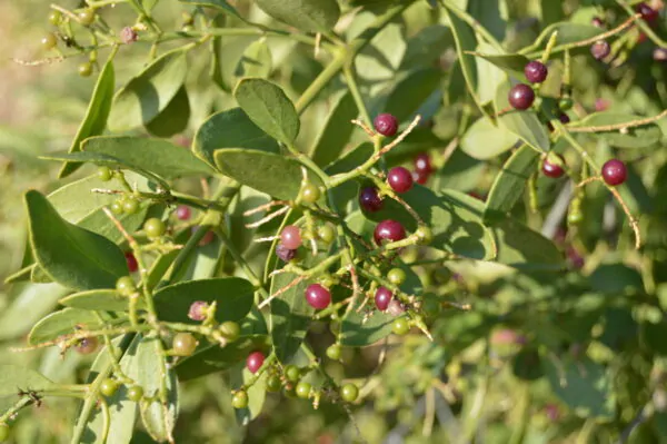Salvadora persica - Toothbrush Tree, Arak, Jhak, Mustard Tree - Image 7
