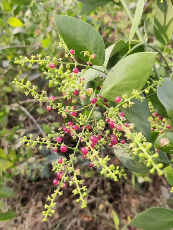 Salvadora persica - Toothbrush Tree, Arak, Jhak, Mustard Tree - Image 8