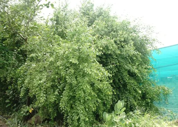 Salvadora persica - Toothbrush Tree, Arak, Jhak, Mustard Tree - Image 10
