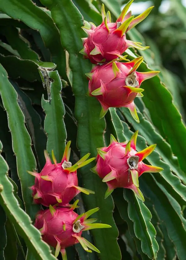 Selenicereus costaricensis / Hylocereus costaricensis 'Red Flesh' - Red Dragon Fruit, Red Pitaya, Pink Pitaya, Pink Dragon Fruit, Pinkfarbene Pitahaya, Drachenfrucht, Pink Pitahaya, Nightblooming Cactus - Image 3