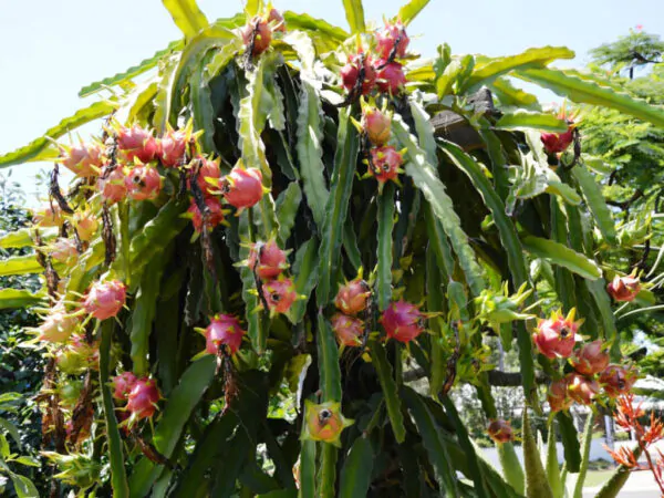 Selenicereus costaricensis / Hylocereus costaricensis 'Red Flesh' - Red Dragon Fruit, Red Pitaya, Pink Pitaya, Pink Dragon Fruit, Pinkfarbene Pitahaya, Drachenfrucht, Pink Pitahaya, Nightblooming Cactus - Image 5