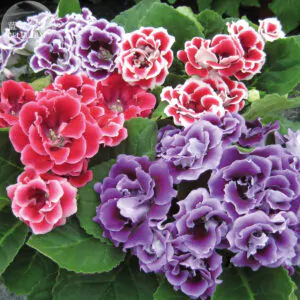 Sinningia speciosa - Gloxinia, Gloxina