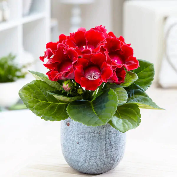 Sinningia speciosa - Gloxinia, Gloxina - Image 2