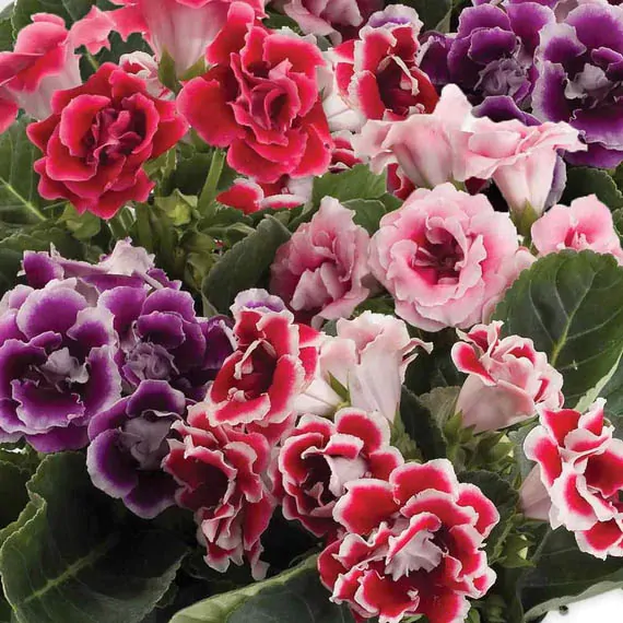 Sinningia speciosa - Gloxinia, Gloxina - Image 4
